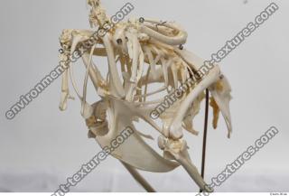 hen skeleton 0009